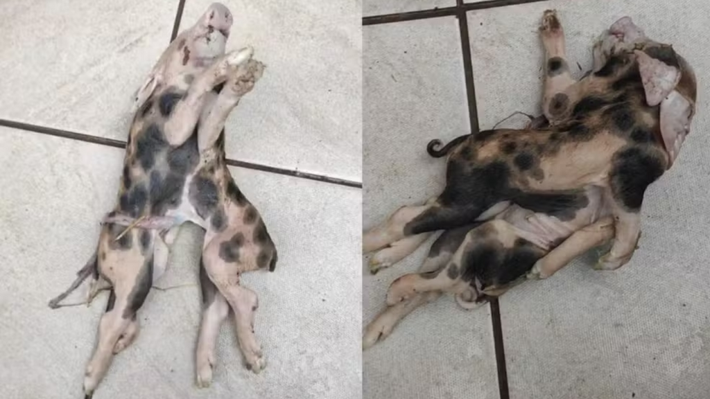 Imagem principal artigo