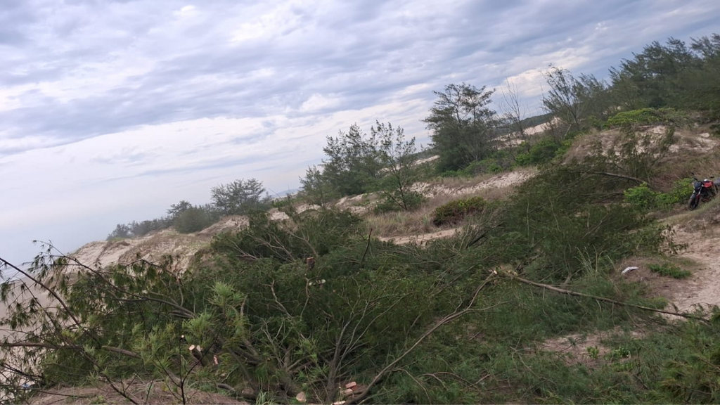 Morador denuncia corte de árvores na Praia da Vila, e Prefeitura explica que ação faz parte de recuperação ambiental